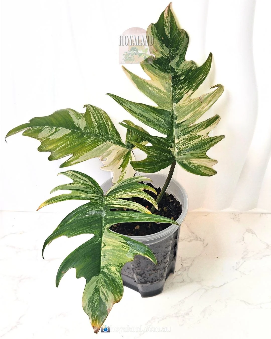 Philodendron Florida Beauty X Tortum | Rare Indoor Outdoor Plant